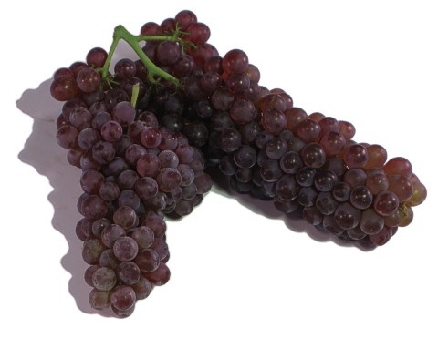 Champagne Grapes