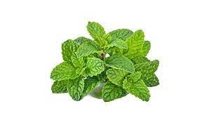 Sham Gardens Mint 500 G
