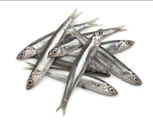 Anchovy 250G