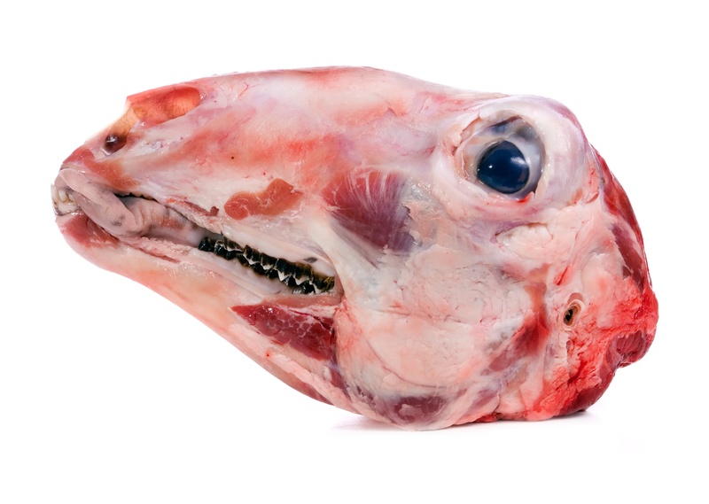 Lamb Or Goat Head