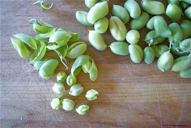 Fresh Chickpeas