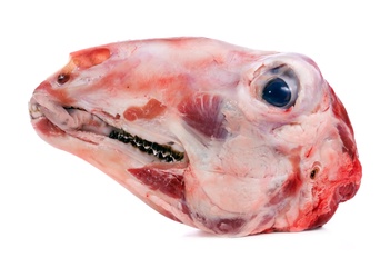 Lamb Or Goat Head