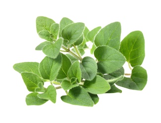 Oregano Leaves