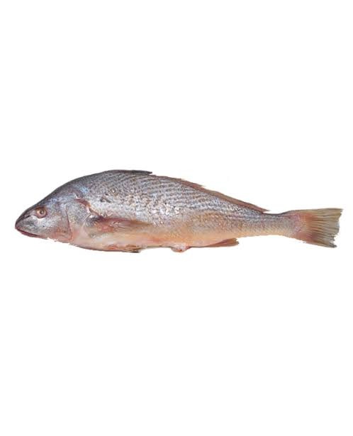 Croaker 1000G