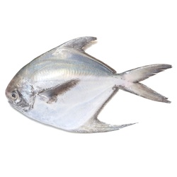 Silver Pomfret 200-300 1Kg