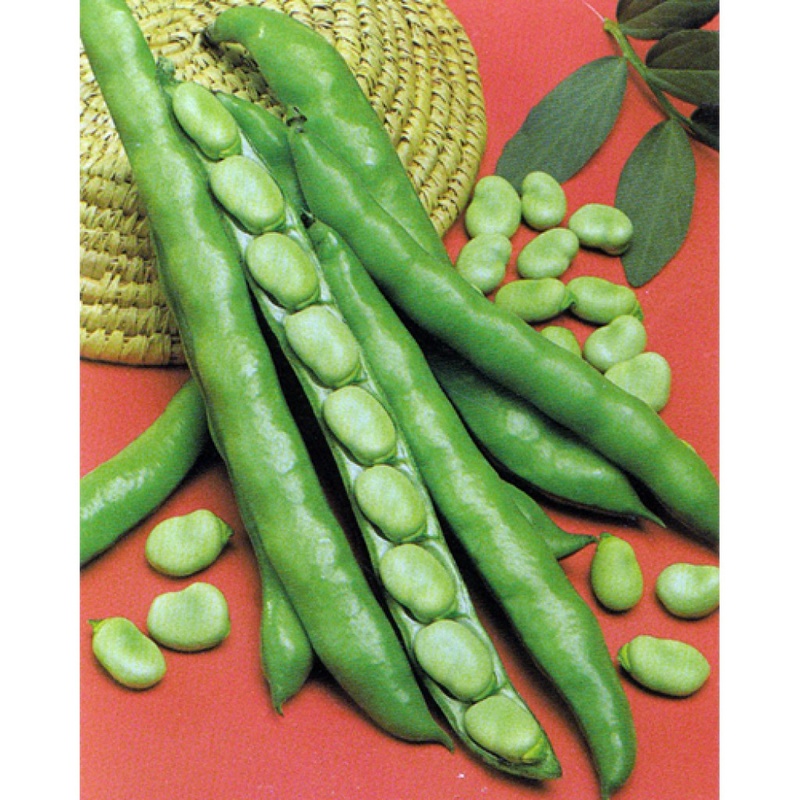 Fava Bean Seeds