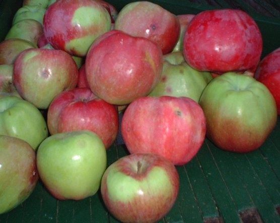 Apple Spy
