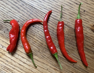 Red Long Hot Pepper