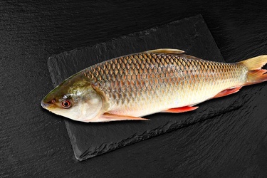 Rohu Fish