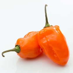 Habanero Pepper