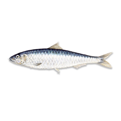 Indian Sardine