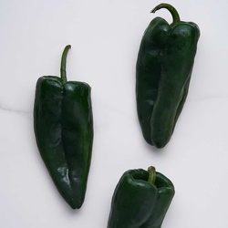 Poblano Pepper