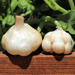 California Garlic