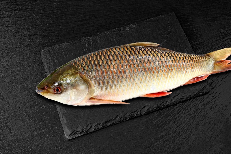 Rohu Fish
