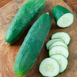American Cucumber
