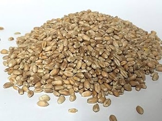 Habeh Pearled Wheat