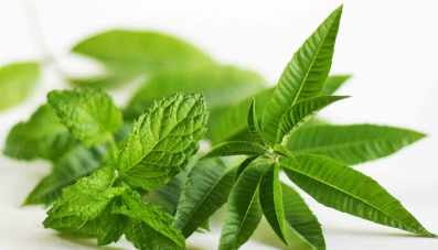 Verveine A La Menthe