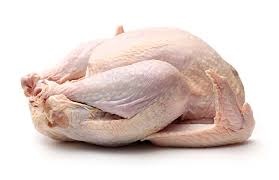 Young Turkey