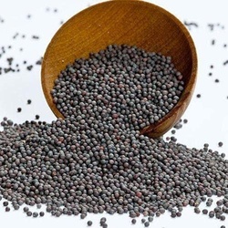 Black Mustard Seeds 7 Oz