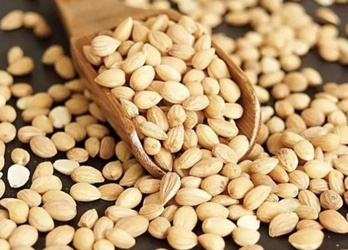 Mahlab Seeds