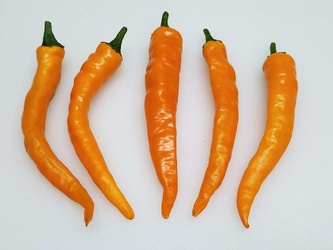 Orange Pepper