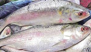 Chandpur Hilsa
