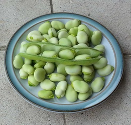 Cedar Garden Fava Beans