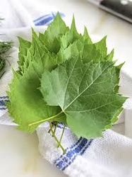 Grape Leaves