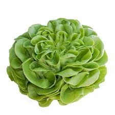 Mucci Farms Butter Lettuce