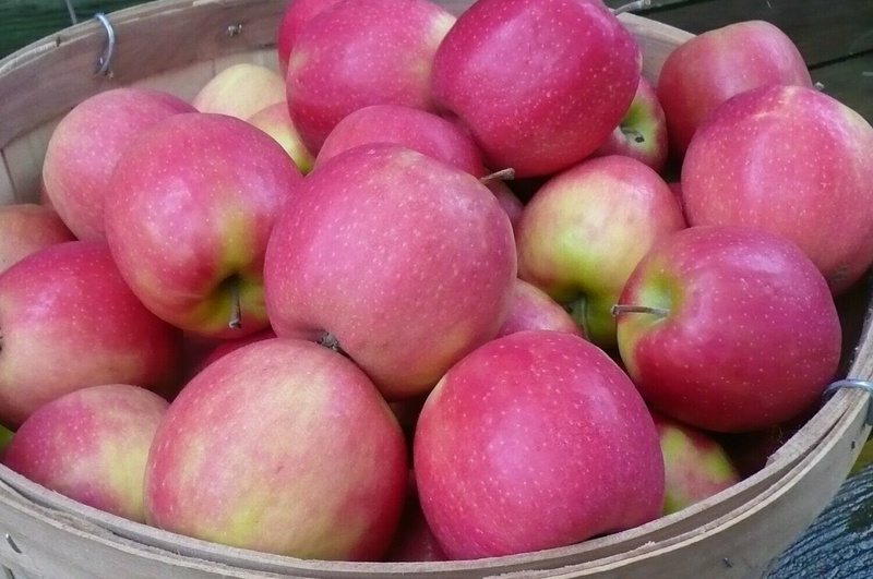 Apples Pink Lady