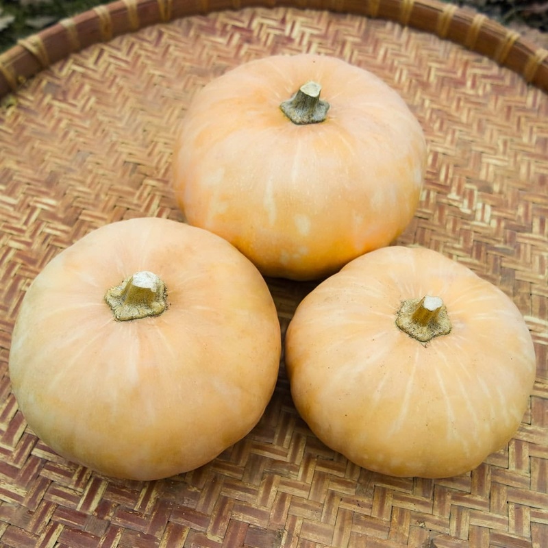 Winter Squash