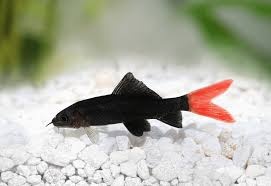 Red Tail Fish