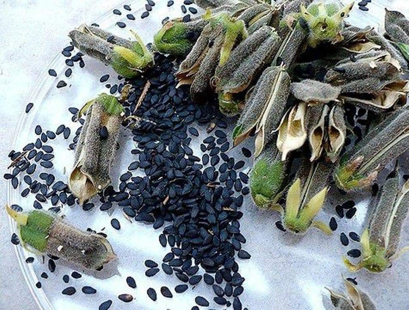 Sesame Seeds (Black)