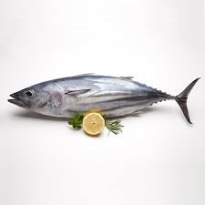 Tuna Fish