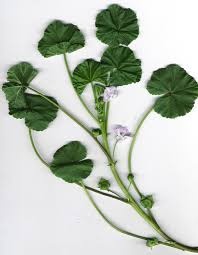 Mallow Leaves