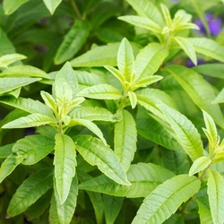 Safeya Verbena Leaves