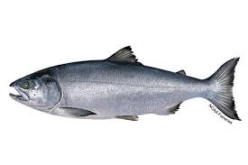 Chum Salmon