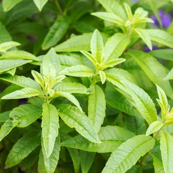 Safeya Verbena Leaves