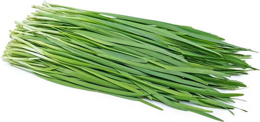 Garlic Chives