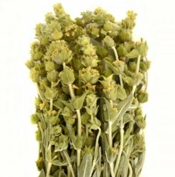 Mountain Tea