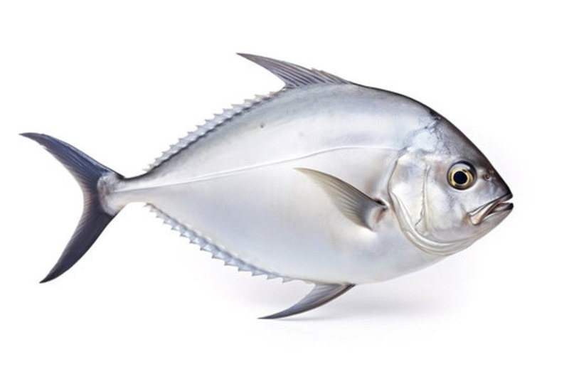 Silver Pomfret 100-200G 1 Kg