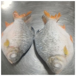 Red Tail Tinfoil 1 Kg