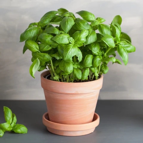 Basil Plant