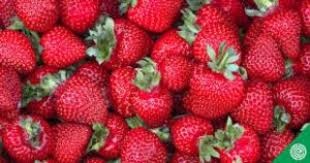 Strawberry Mossy