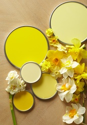 Yellow Color