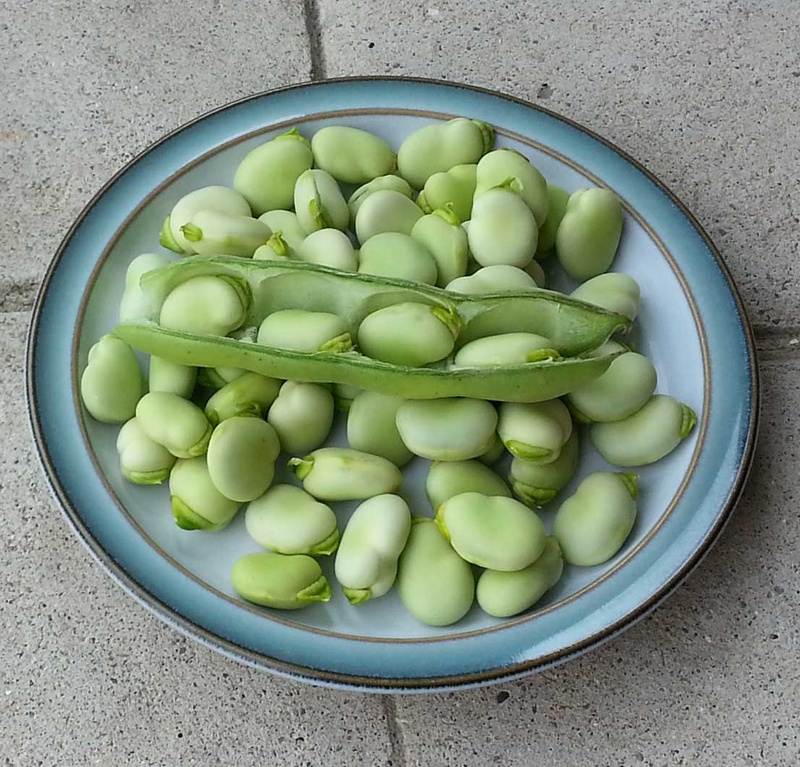 Cedar Garden Fava Beans