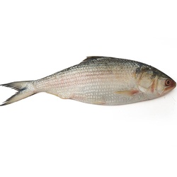 Chandpur Hilsa 800-1000 G