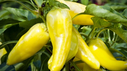 Yellow Peppers