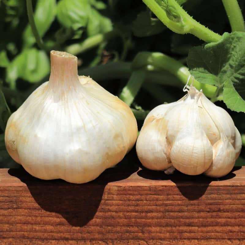 California Garlic