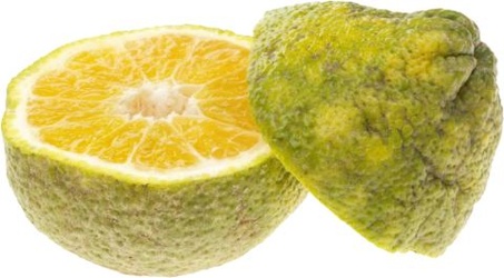 Ugli Fruit